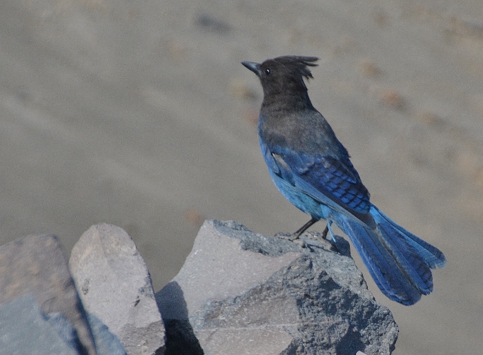 Stellar's Jay